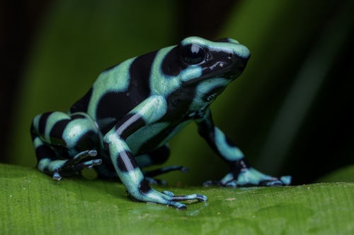 Dyeing Dart Frog — 5