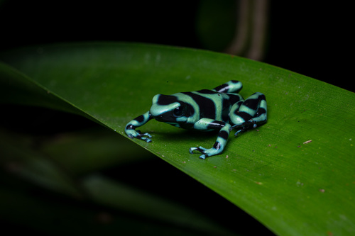 Dyeing Dart Frog — 6