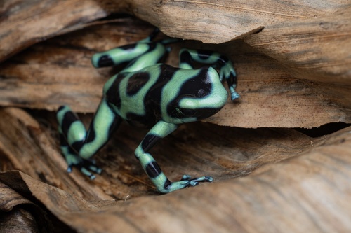 Dyeing Dart Frog — 7