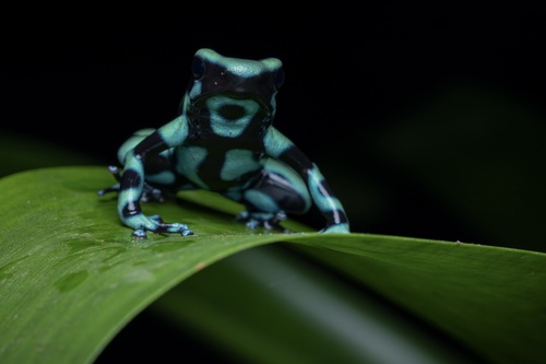 Dyeing Dart Frog — 8