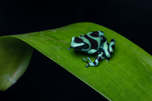 Dyeing Dart Frog — 9