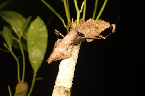 Malaysian Dead Leaf Mantis (smaller) — 3