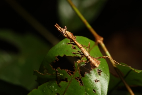 Malaysian Dead Leaf Mantis (smaller) — 5