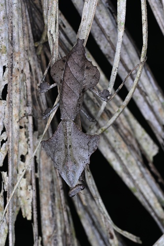 Malaysian Dead Leaf Mantis (smaller) — 6