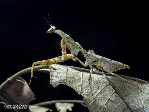 Malaysian Dead Leaf Mantis (smaller) — 8