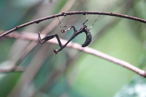Malaysian Dead Leaf Mantis (smaller) — 10