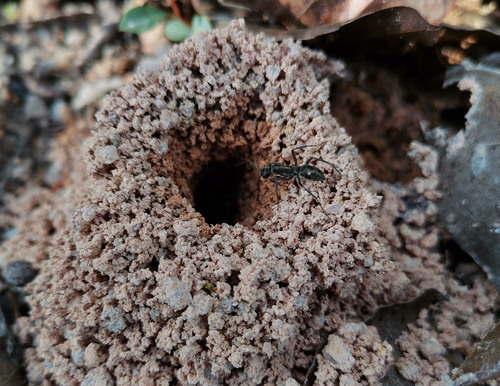 Bornean Queenless Ant — 1