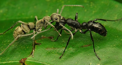 Bornean Queenless Ant — 2