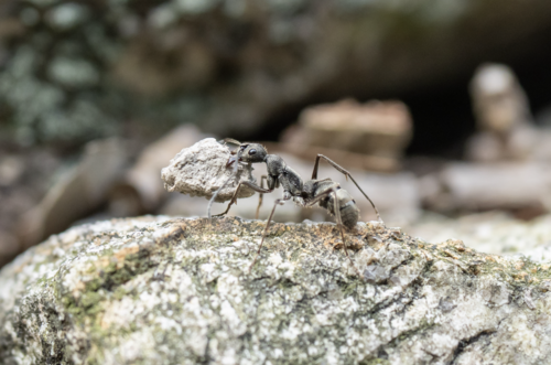 Bornean Queenless Ant — 3