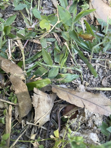 Bornean Queenless Ant — 4