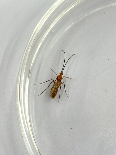 Bornean Queenless Ant — 6