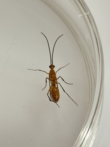 Bornean Queenless Ant — 7