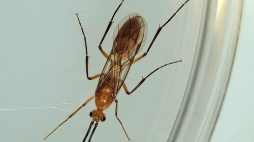 Bornean Queenless Ant — 9