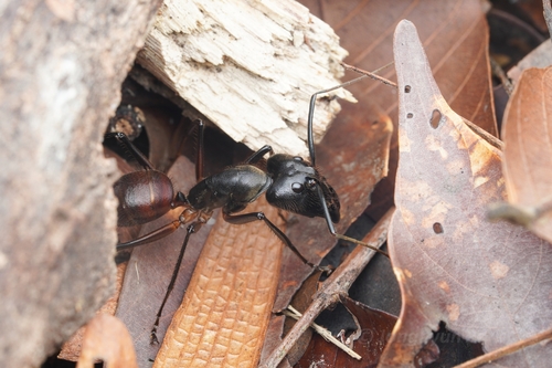 Giant Forest Ant — 5