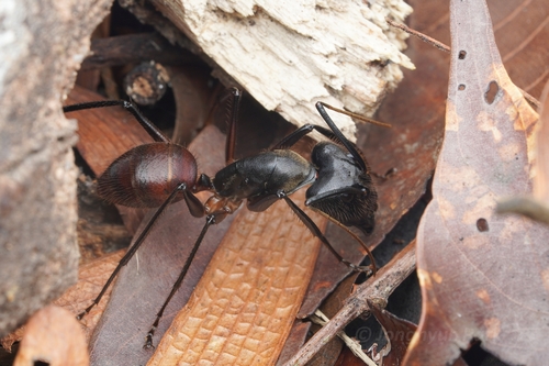 Giant Forest Ant — 6