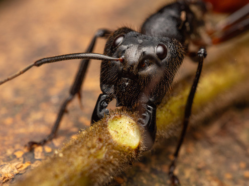 Giant Forest Ant — 7