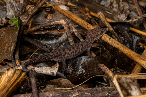Siamese Leaf-toed Gecko — 1