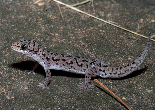 Siamese Leaf-toed Gecko — 2