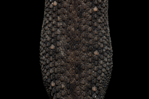 Siamese Leaf-toed Gecko — 4