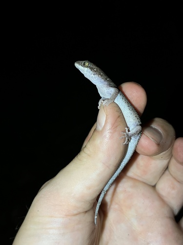 Siamese Leaf-toed Gecko — 9