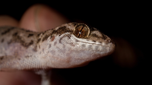 Siamese Leaf-toed Gecko — 10