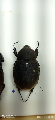 Hercules Beetle — 5