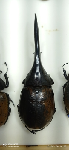 Hercules Beetle — 6