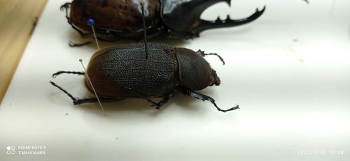 Hercules Beetle — 8