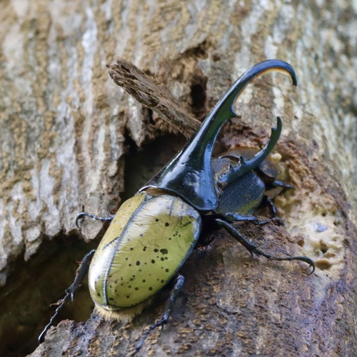 Hercules Beetle — 10