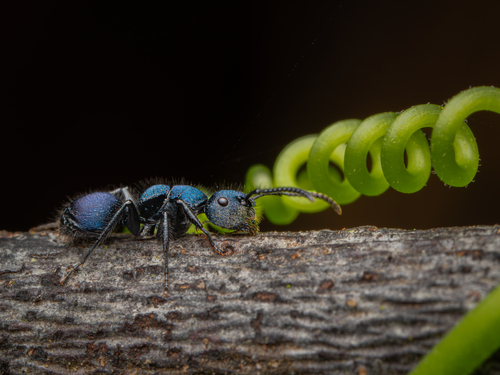 Echinopla striata — 2