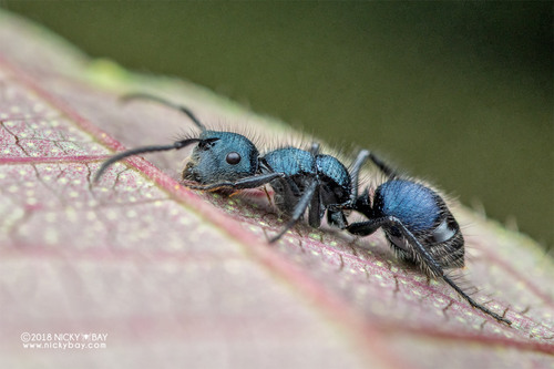 Echinopla striata — 4