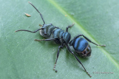 Echinopla striata — 6
