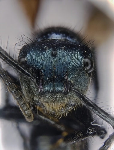 Echinopla striata — 9