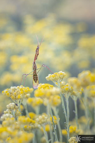 Conehead Mantis — 3
