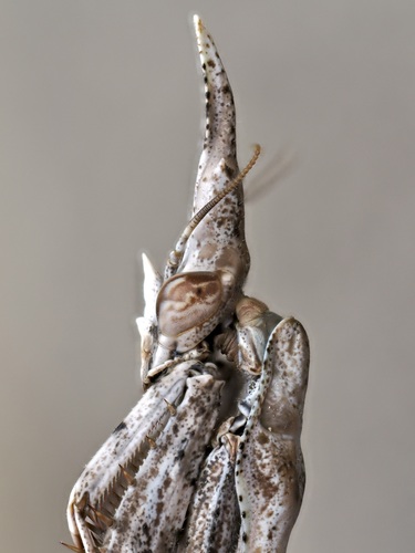 Conehead Mantis — 7
