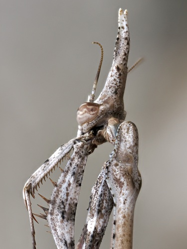 Conehead Mantis — 8