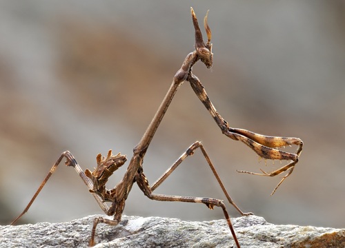 Conehead Mantis — 10
