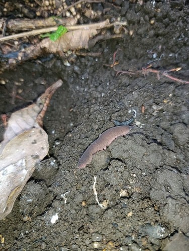 Eoperipatus totoro — 4