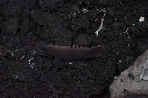 Eoperipatus totoro — 6