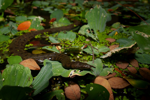 Tentacled Snake — 3