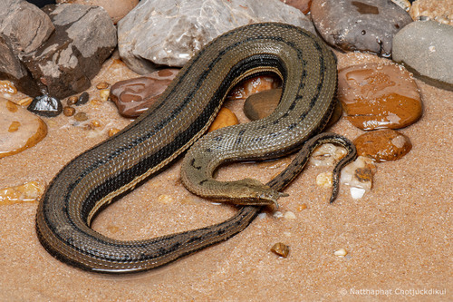 Tentacled Snake — 5