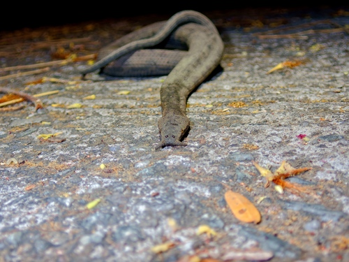 Tentacled Snake — 7