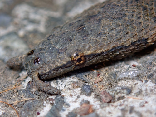 Tentacled Snake — 8
