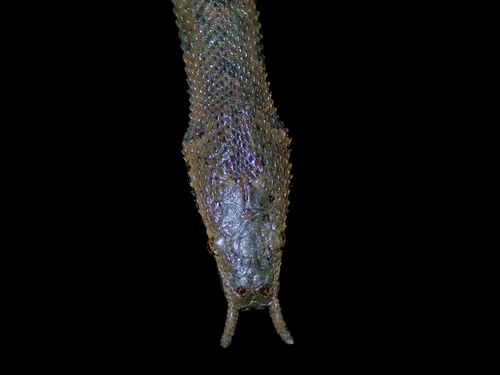 Tentacled Snake — 9