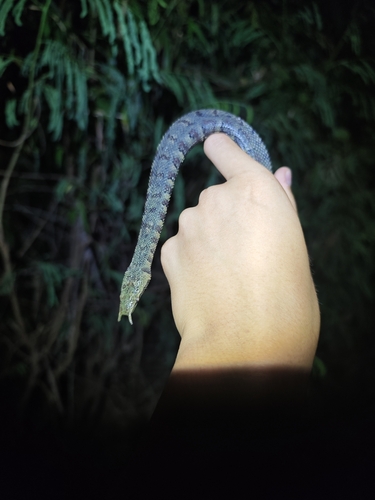 Tentacled Snake — 10