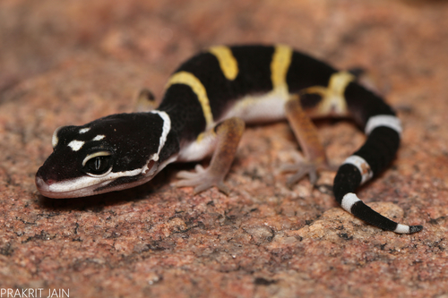 Leopard Gecko — 4