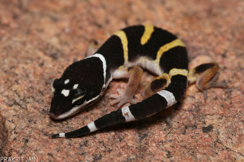 Leopard Gecko — 5