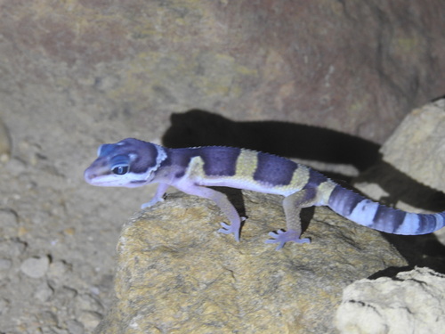 Leopard Gecko — 7