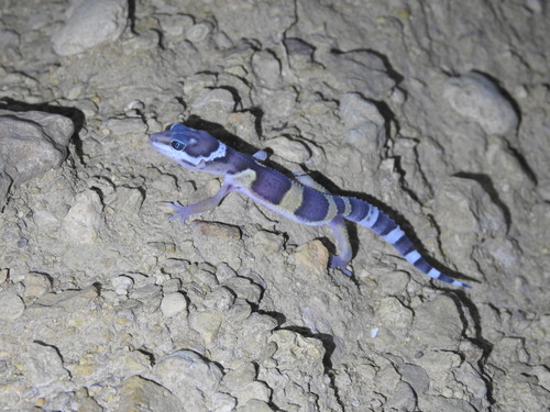 Leopard Gecko — 8