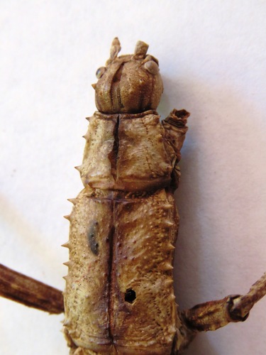 Phasme épineux NG — 2